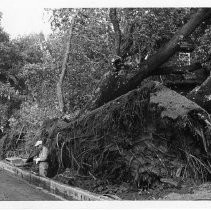 View of the damage from the "Windstorm of 1950". In this view a tree was uprooted at 2229 M Street or Capitol Ave.. Bystanders survey the damage