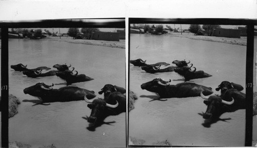 177 Water buffalos spend most of the hot hours of the day in the water. Shot taken near Babylon. They give a fair amount of milk