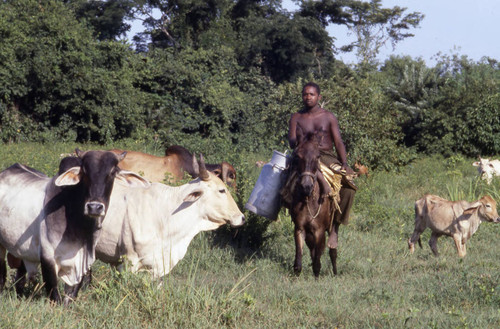 Man cattle herding on a mule, San Basilio de Palenque, 1976