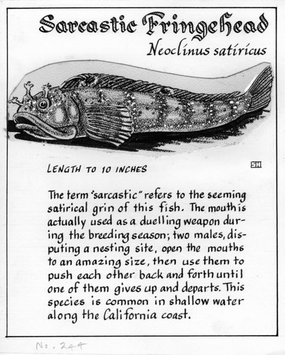 Sarcastic fringehead: Neoclinus satiricus (illustration from "The Ocean World")