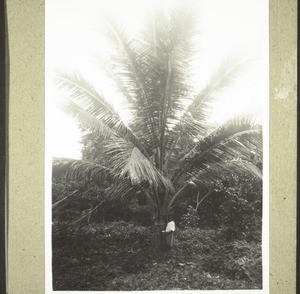 Junge Kokospalmen