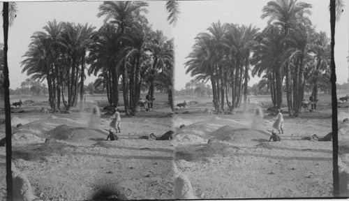 The Winnowing of the Grain after the Threshing. Egypt