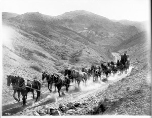 Sixteen-mule team hauling borax from old Borate, ca.1890-1900