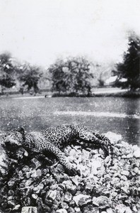 Dead panther, in Cameroon