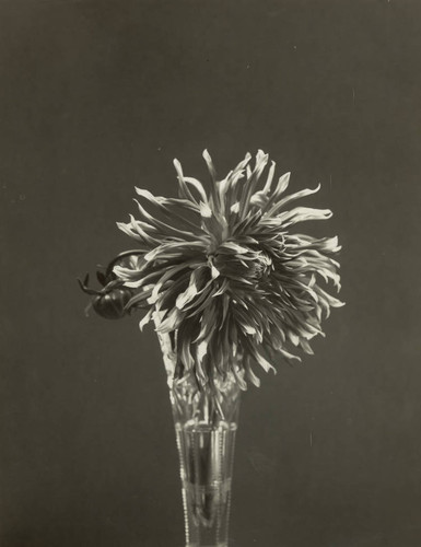 A close up of a flower in vase