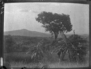 Landscape near Shilouvane, South Africa, ca. 1901-1907