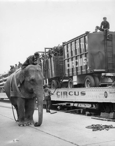 Circus elephant at train
