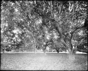 Walnut orchard at the ranch of J.D. Durfee, El Monte(?), California, ca.1910