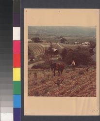 Steve Soldavini at Geyser Peak Winery, about 1940s