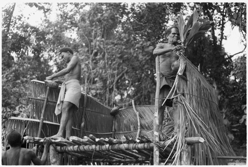 Tying coconut to feasting platform