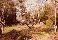 Tree Circus Trees in Garden in Scotts Valley