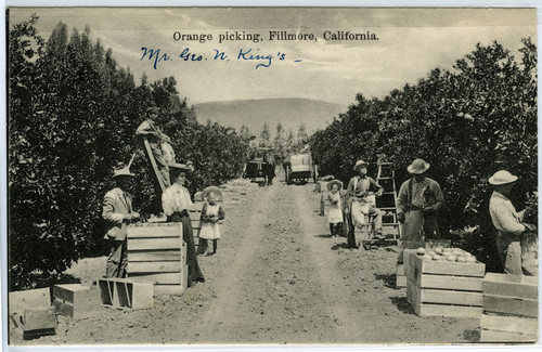 Orange Picking, Fillmore