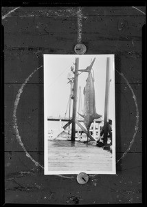 Large swordfish, Southern California, 1931