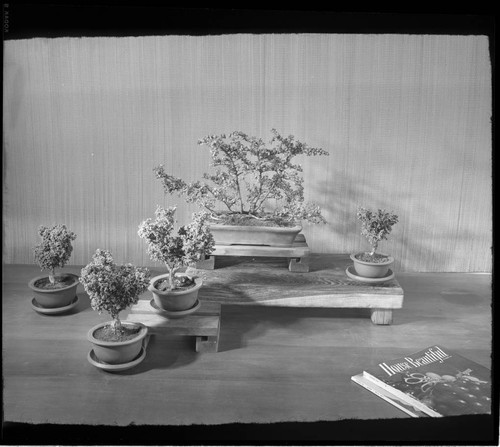 Landscaping for Jean Lawson: [Unidentified and miscellaneous]. Bonsai