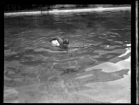 Jimmy Cherry sets aquatic endurance record, Los Angeles, 1928