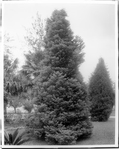 Tall pine tree (Cryptomeria Japonica var. Elegans, of Japan) in a grassy park, ca.1920
