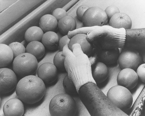 Villa Park Orchards Association interior showing gloved hands of an orange grader checking Sunkist oranges for quality control, 1996