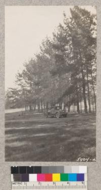 A planted row of Monterey Pines near Oceano, San Luis Obispo County, Feb. 1931. Trees 23 years old on very sandy land. Compare with No. 31, taken May 1916 when 7-8 years old