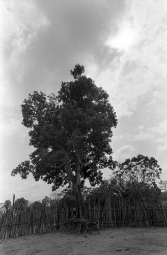 Large tree, San Basilio de Palenque, Colombia, 1977