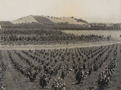 1945 Santa Clara County vineyard