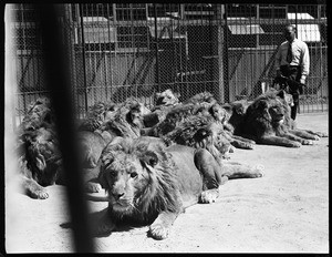 Close-up of a large group of lions lounging inside a large performance cage while a man in a tie watches, at Gay's Lion Farm, ca.1936