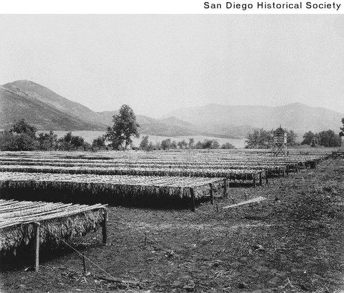 Harvested tobacco leaves drying on outdoor racks at the Jamul ranch