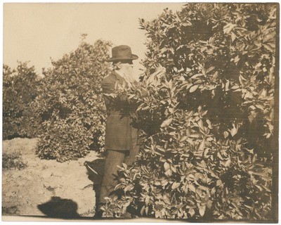 John Muir in orchard, probably near his home, Martinez, California