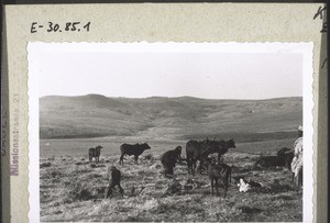 A herd of the Bororo in Baliland. The Watussi-cattle are occasionally used for carrying things, but not as draught animals