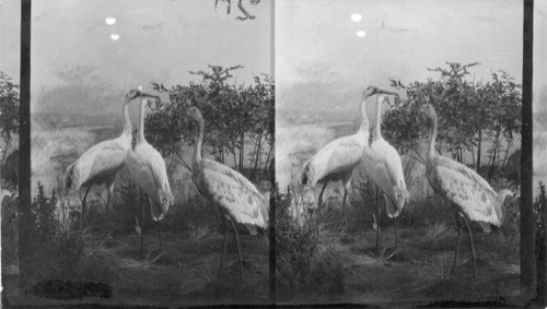 The whooping crane, formerly in the Mississippi Valley, now rare. The sported one is an immature bird. Scene Deep River, Northern Indiana. Field Museum, Chicago