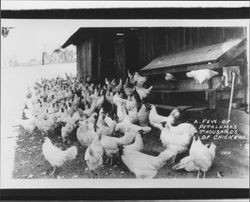 Few of Petaluma's thousands of chickens, Petaluma, California, 1936