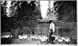 Mr. Beaumert and his chickens at Camp Meeker California near the Russian River