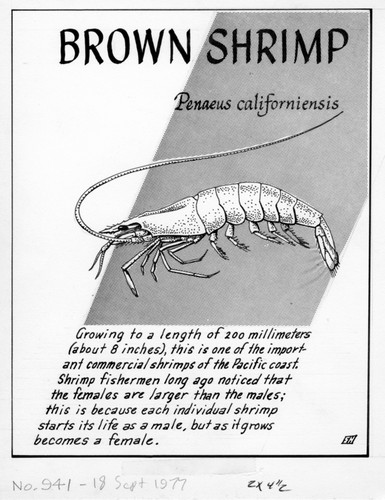 Brown shrimp: Penaeus californiensis (illustration from "The Ocean World")