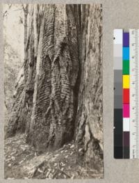 A fire-scarred tree in Big Basin Redwoods State Park, showing wavy grain. Near California Tree, on the Redwood Trail