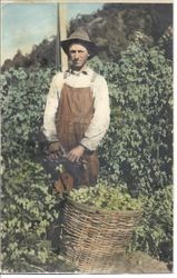 Ivan Roberts as a young man, picking hops in the Sebastopol area