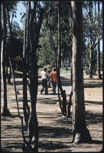 Children walking through eucalyptus grove