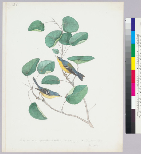 Parula pitiayuma. Olive-backed Warbler