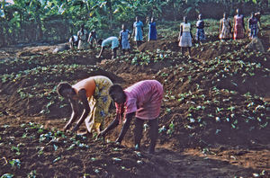 Nordveststiftet, Tanzania, 1984. Mange eftermiddage går med markarbejde på Ntoma Husholdningsskole. Jorden bliver gravet op i små høje, og der planter man, som på billedet her, søde kartofler. Dvs. bladene af kartoffelplanter bliver sat i jorden