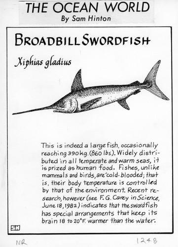 Broadbill swordfish: Xiphias gladius (illustration from "The Ocean World")