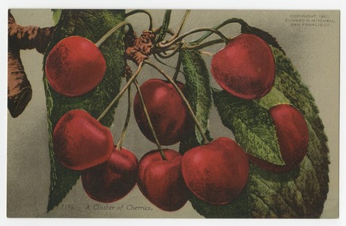 A cluster of cherries