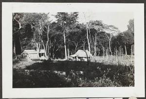Makumira plantation, Tanzania, ca.1929-1930