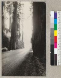 Redwood Utilization Study. Looking south out of Dyerville Flat along Redwood Highway, Humboldt County, California. Note trees cut away for the road. E.F. July, 1928