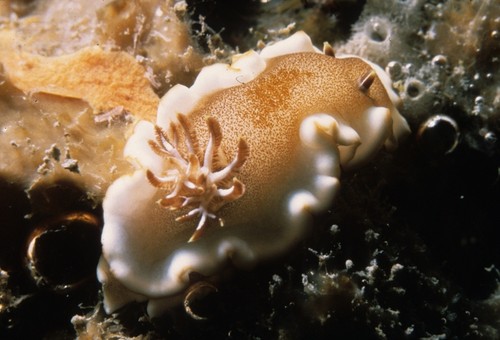 Nudibranch or sea slug, showing the gills on its back, and two sensory rhinophores on its head