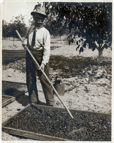 1930 Mr. Hunt turning prunes