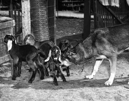 German Shepherd dog plays nursemaid to baby goats