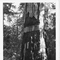 "Mother Tree" giant sequoia