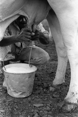 Man milking a cow, San Basilio de Palenque, 1976