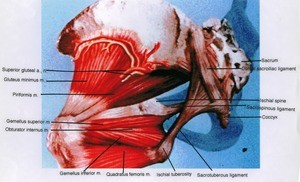Illustration of left hemipelvis and hip joint, posterior view, showing ligaments, muscles, artery, nerve and bones
