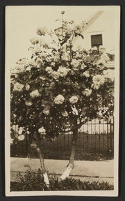Rose tree in front of Stover home