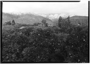 Orange groves with snowcapped mountains, Monrovia, January, 1930