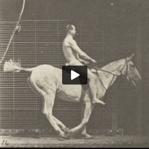 Horse Pandora jumping a hurdle, saddled with nude rider